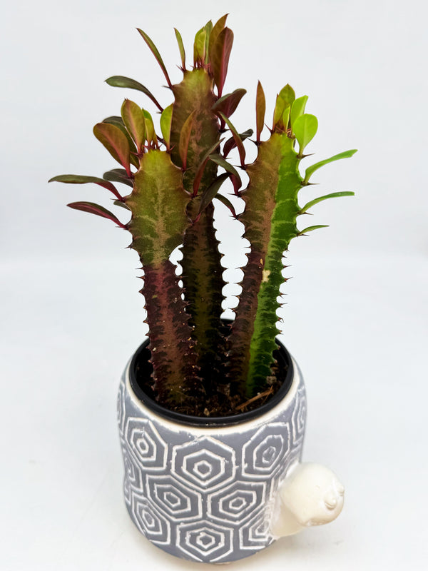 Euphorbia Trigona Rubra