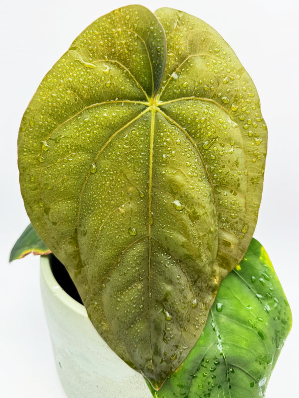 Anthurium Dressleri