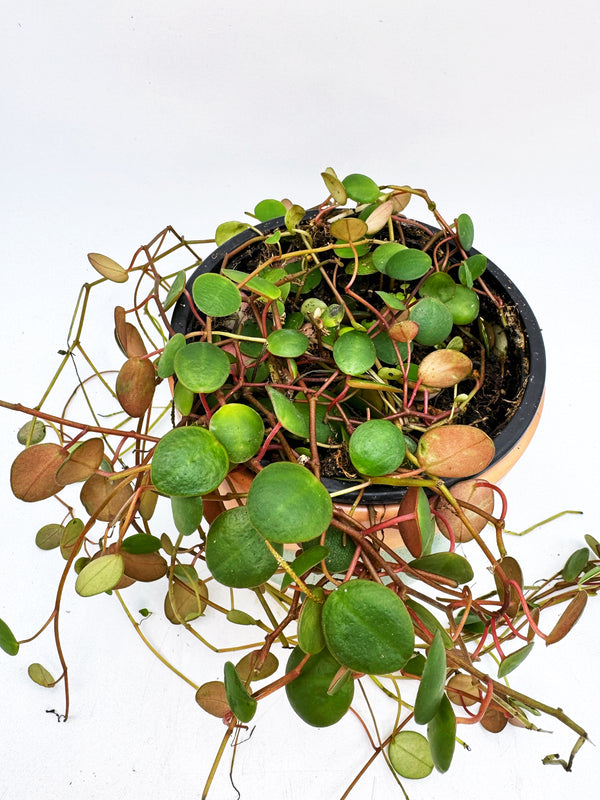 Peperomia Pepperspot