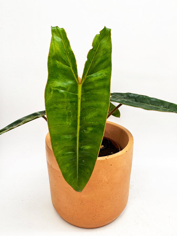 Philodendron Billietiae