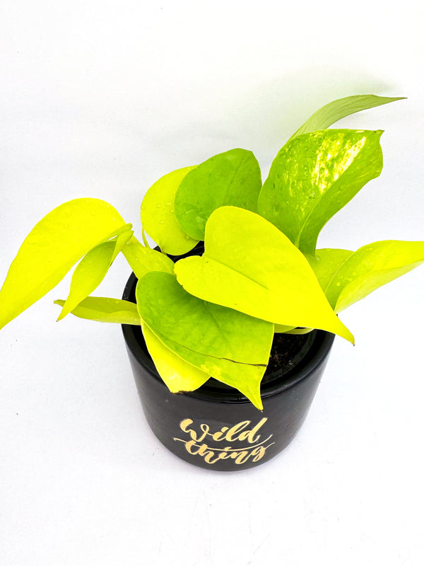 Neon Pothos