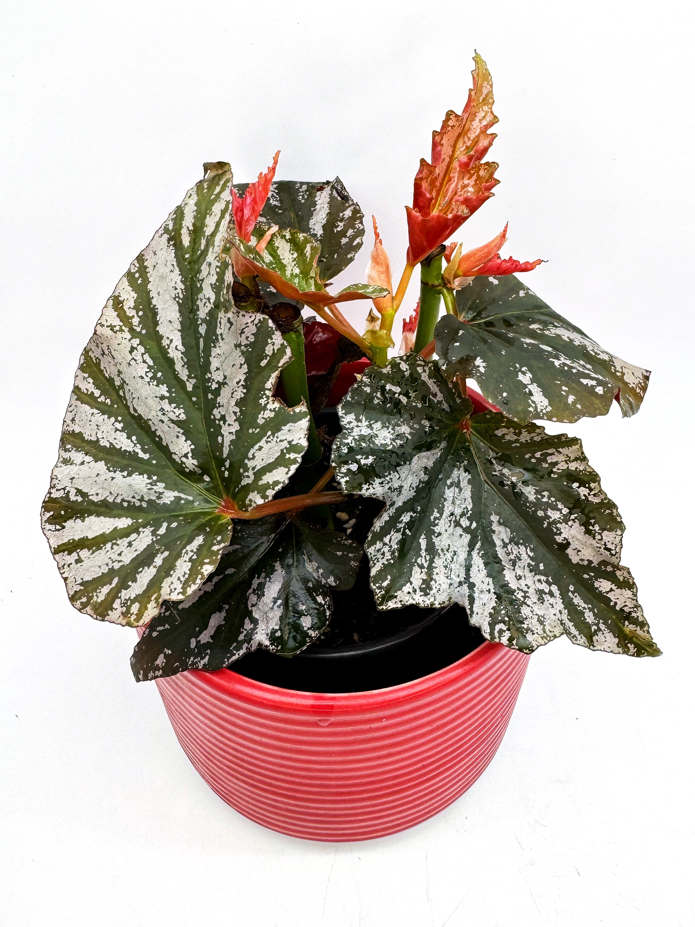 Begonia Rex