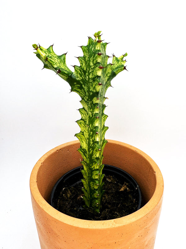 Euphorbia Trigona Variegated