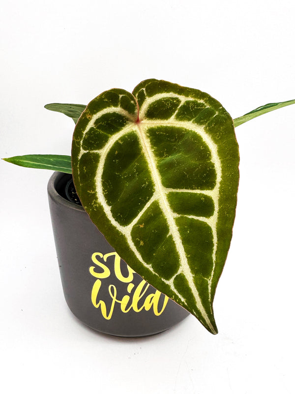 Anthurium Michelle