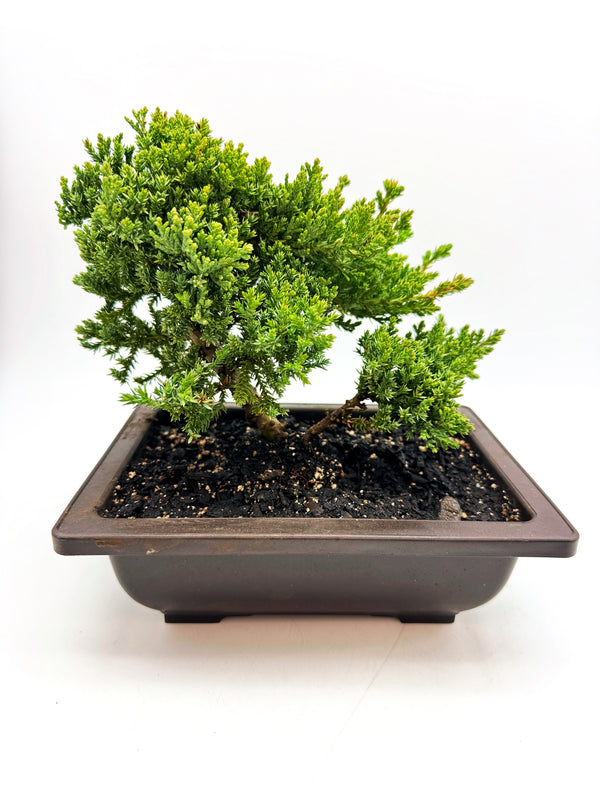 Juniper Bonsai