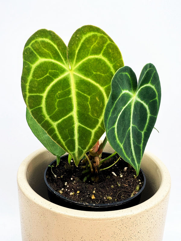 Anthurium Clarinervium