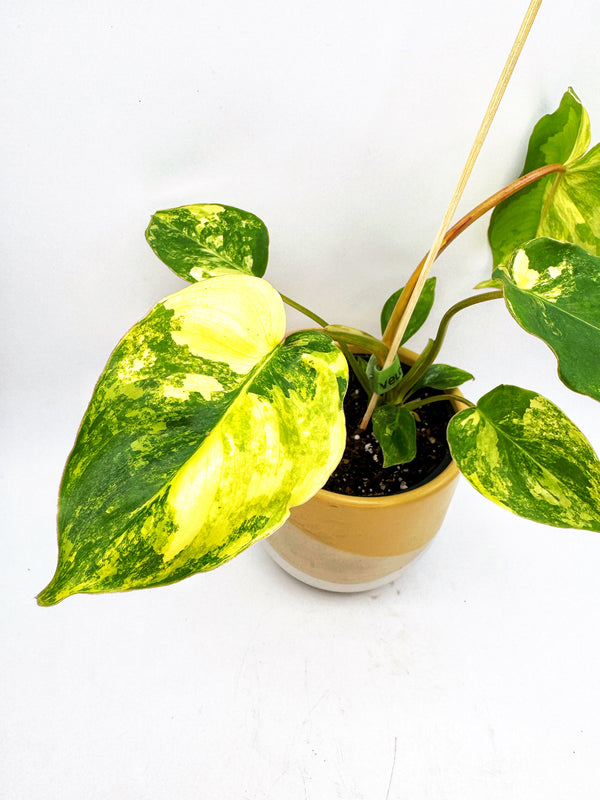 Philodendron Burle Marx Variegated