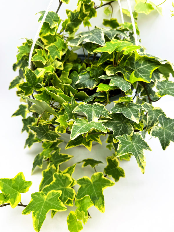 Variegated English Ivy