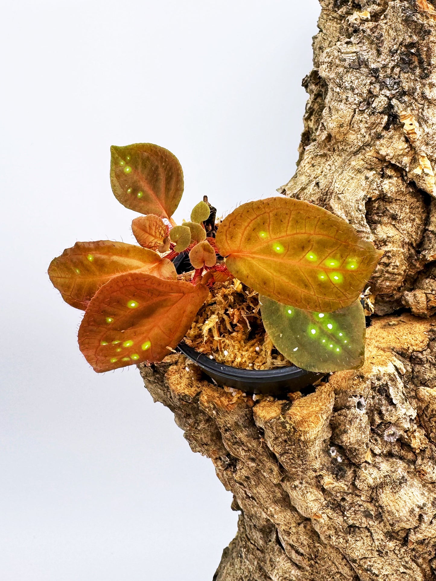 Sonerlia sp. "Green Spots"