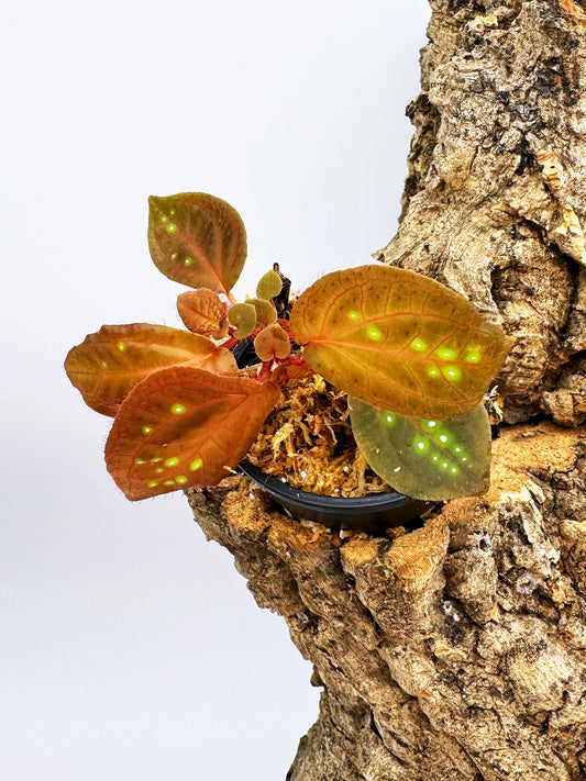 Sonerlia sp. "Green Spots"