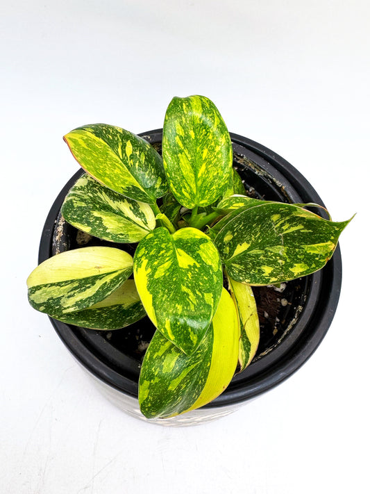 Philodendron Green Congo Nuclear Variegated
