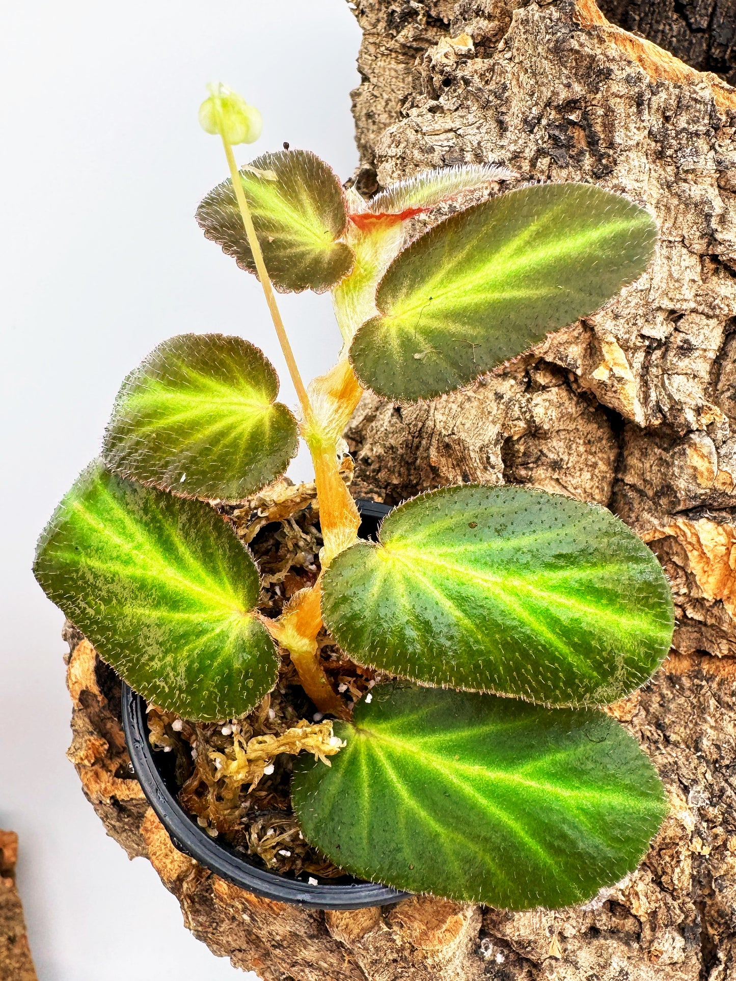Begonia Thelmae