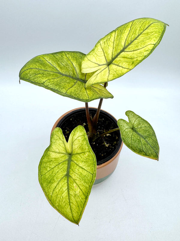 Alocasia Yucatan Princess "Mint"