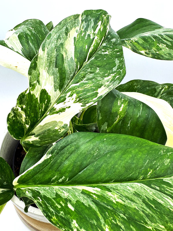 Monstera Lechleriana Variegated