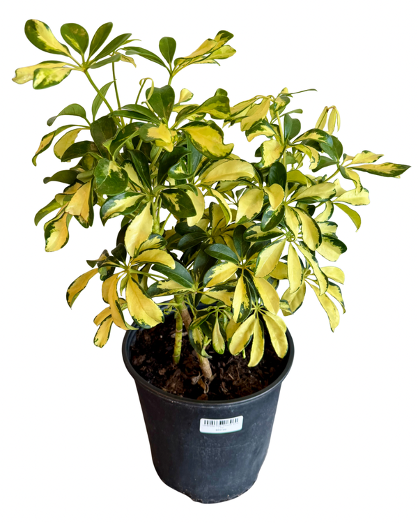 Umbrella Tree Trinette Bush