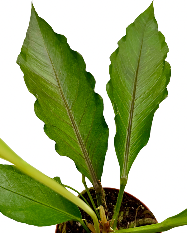 Anthurium Big Red