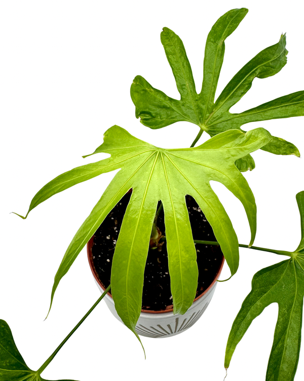 Anthurium Fingers