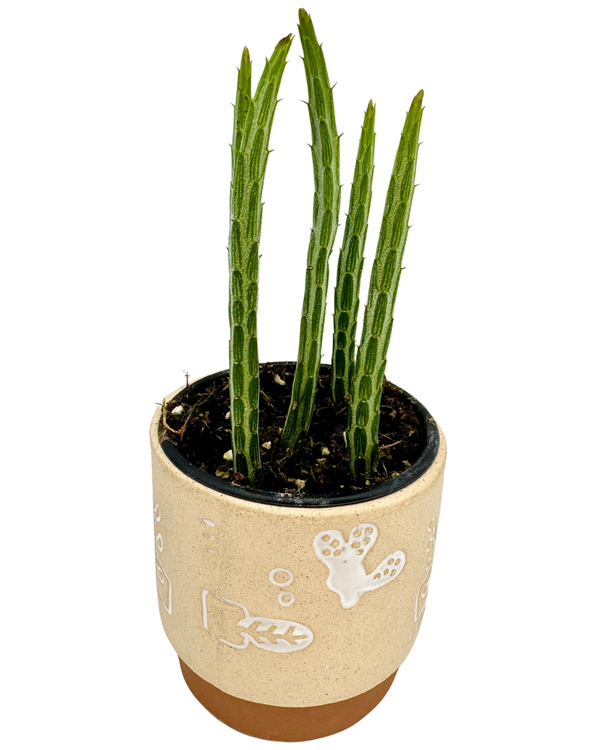 Pickle Plant