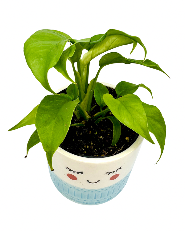Rhaphidophora tetrasperma "Mini Monstera"