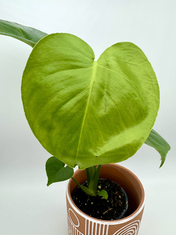 Monstera Deliciosa