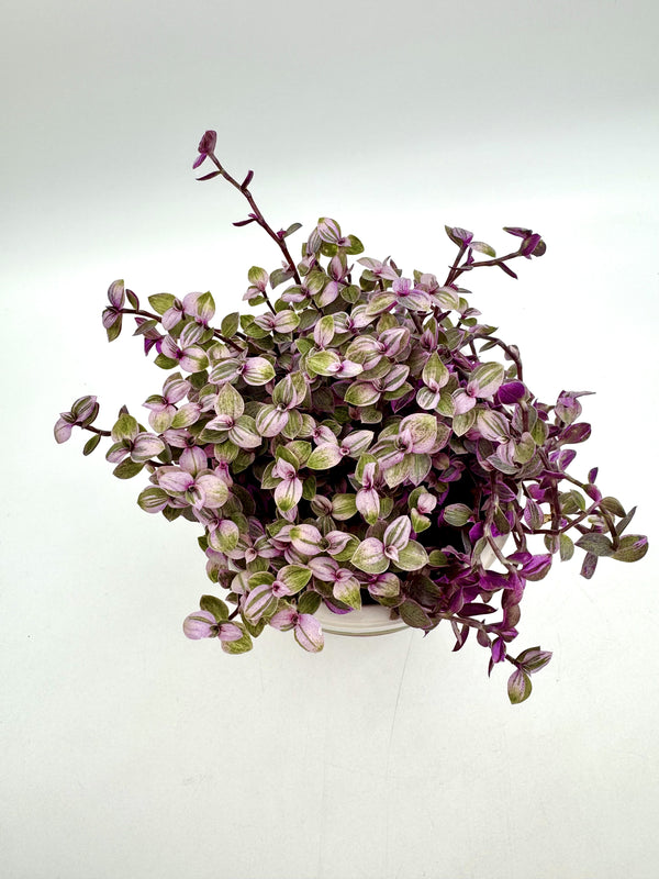 Tradescantia Pink Panther
