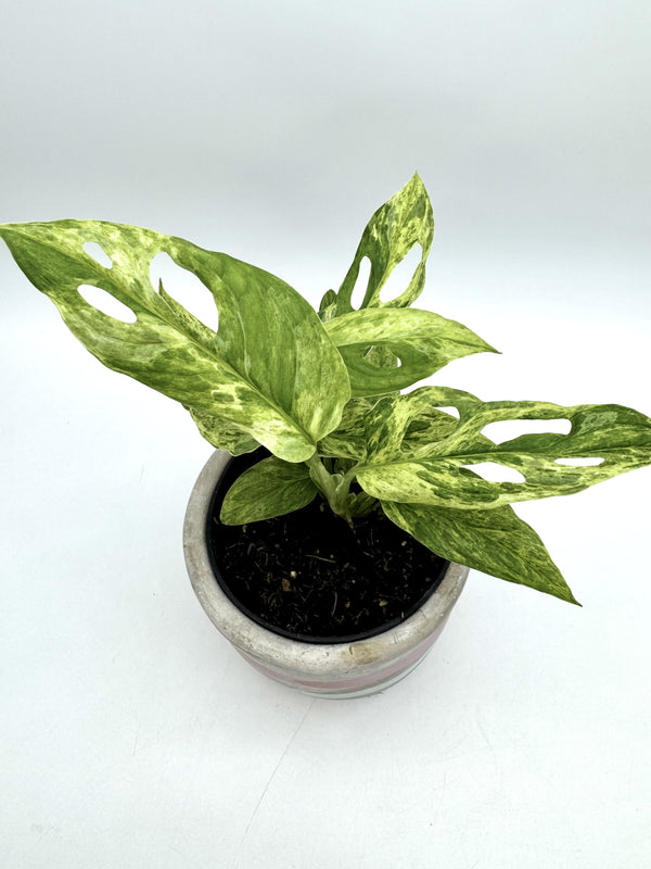 Monstera Adansonii Mint