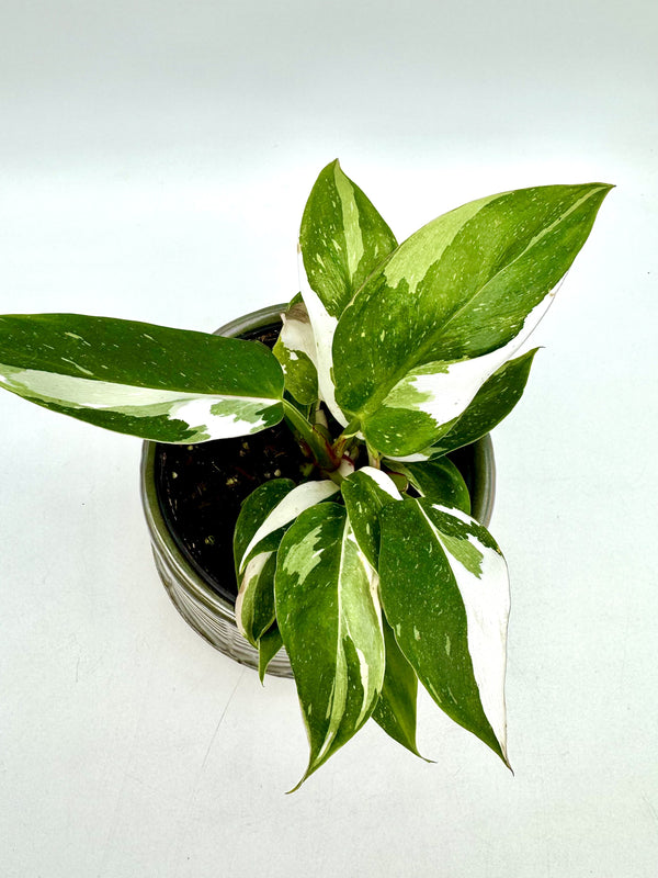 Philodendron White Princess