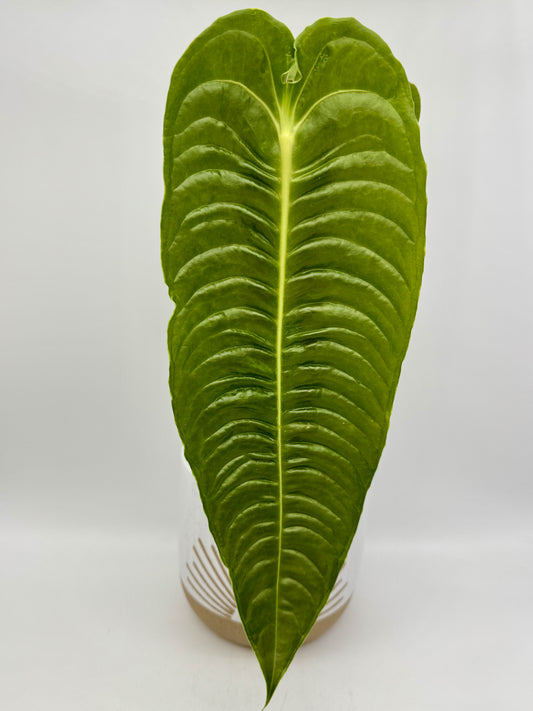 Anthurium Veitchii