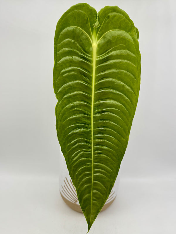 Anthurium Veitchii