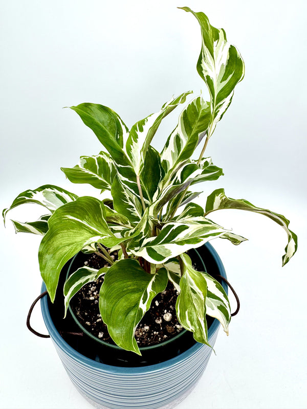 Calathea White Fusion