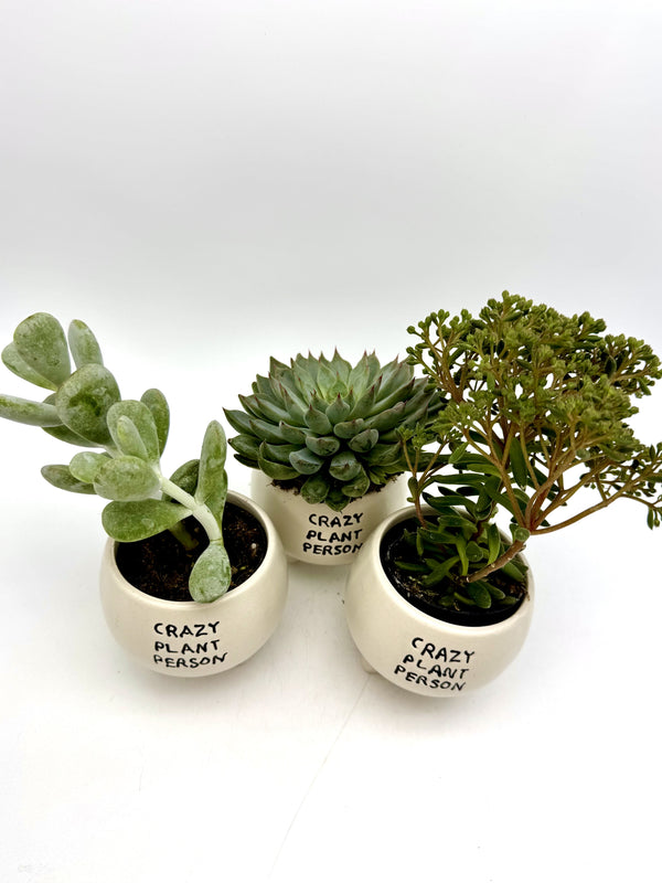 Assorted Succulents