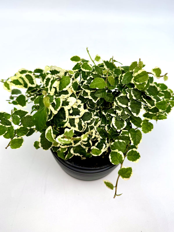 Creeping Fig 'Bellus'