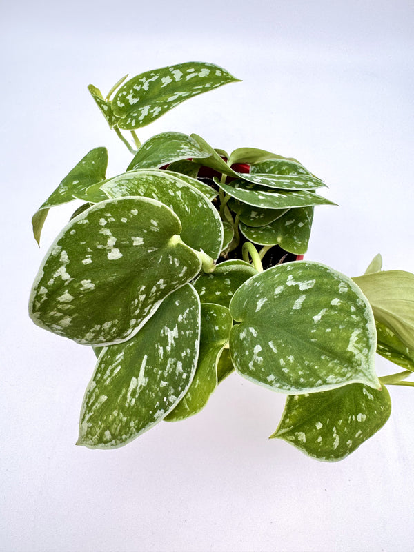 Scindapsus Silvery Ann