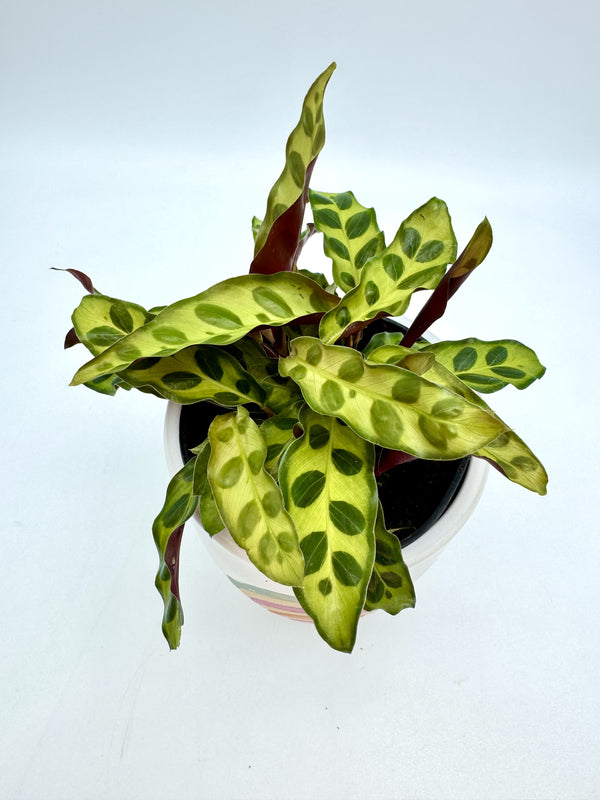 Calathea Lancifolia "Rattlesnake"