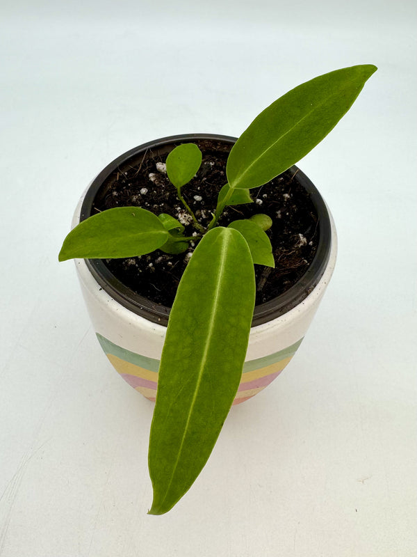 Anthurium Warocqueanum