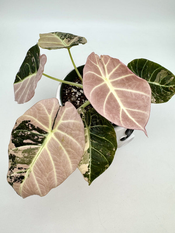 Alocasia Black Velvet Pink Variegated