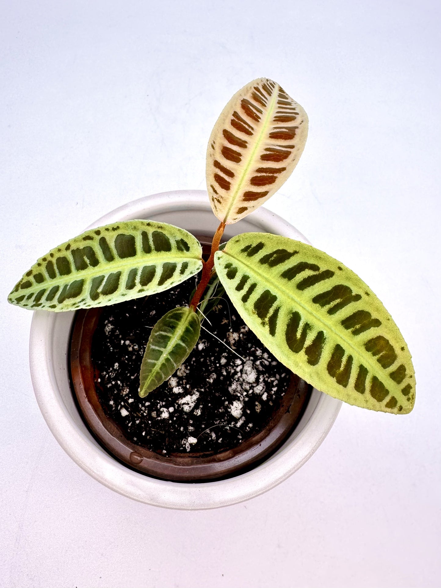 Labisia sp. Riau Green