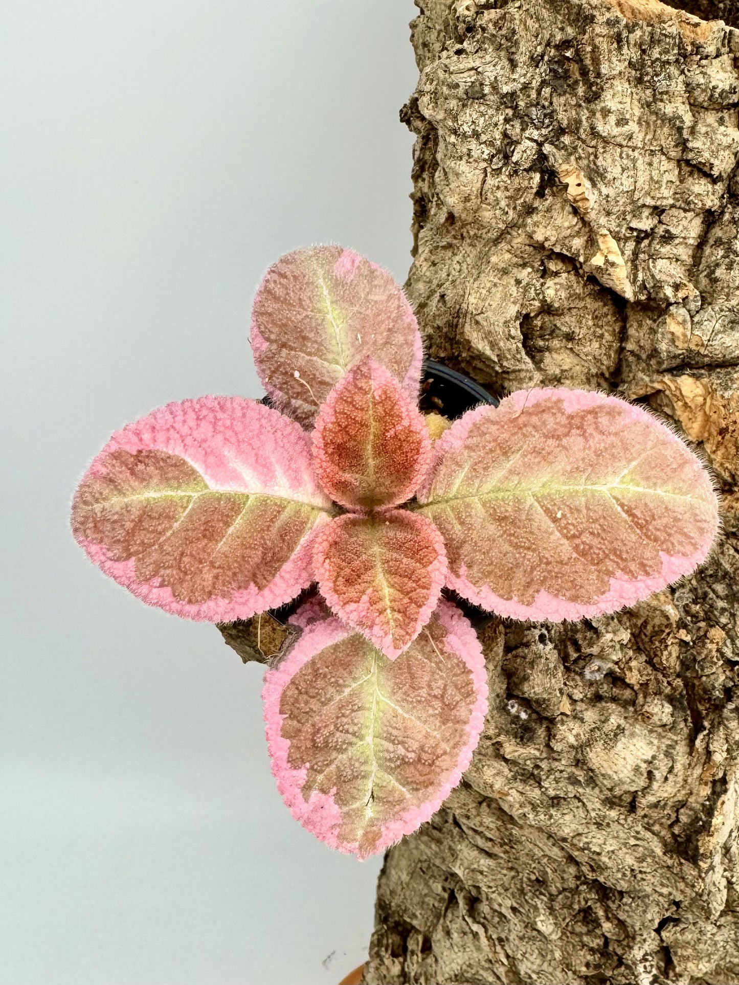 Episcia "Pink Smoke"