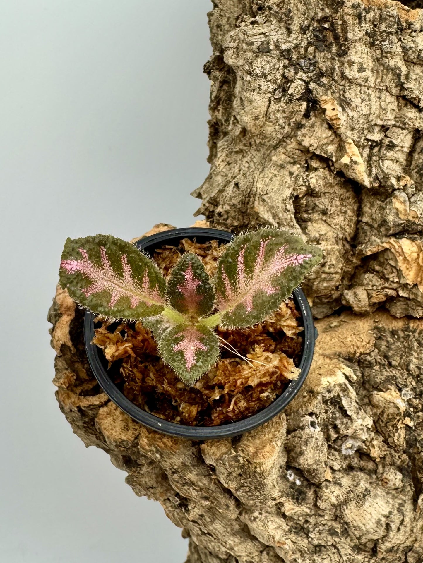 Episcia "Pink Acajou"