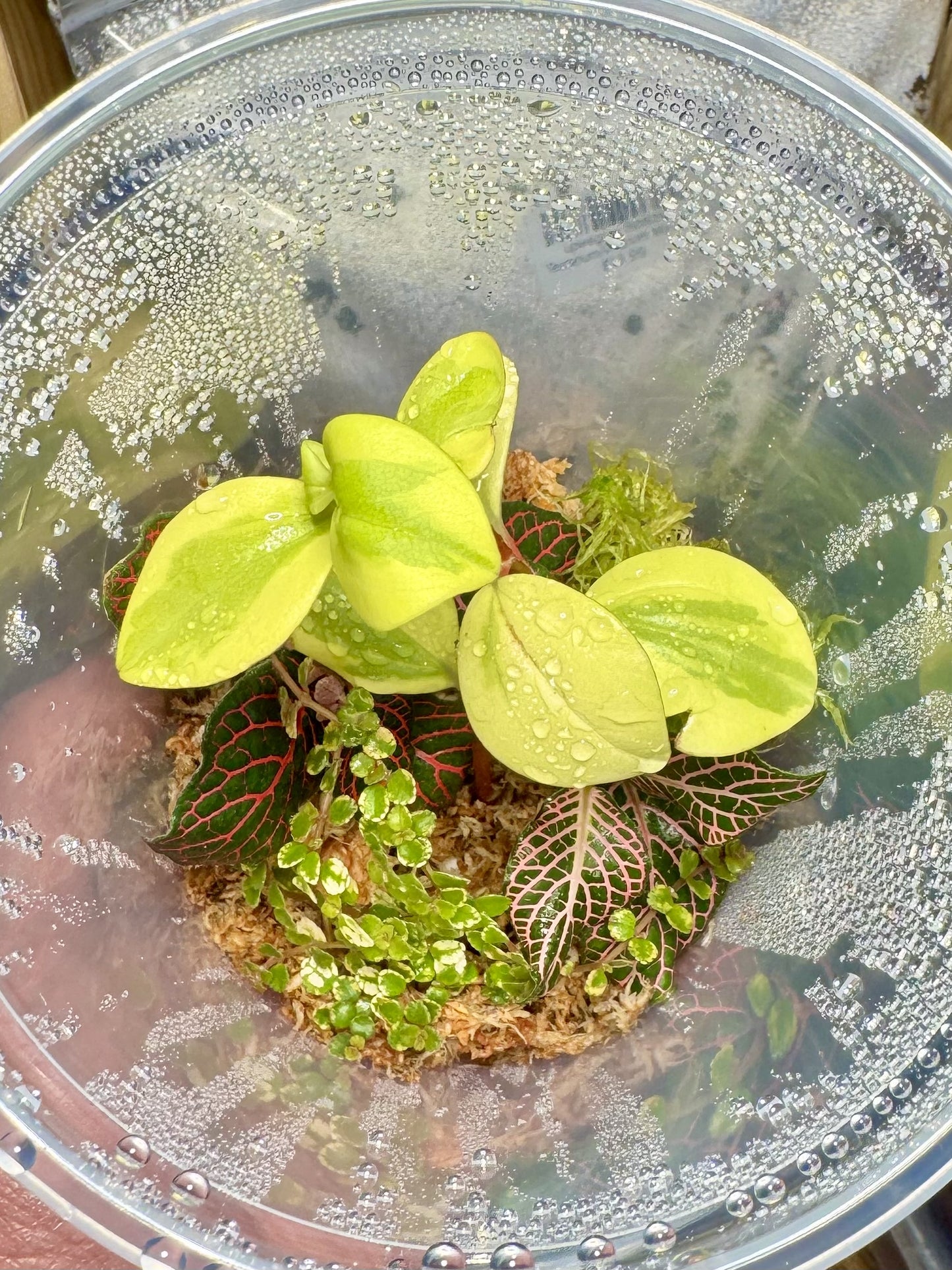 Plant Starter Pack