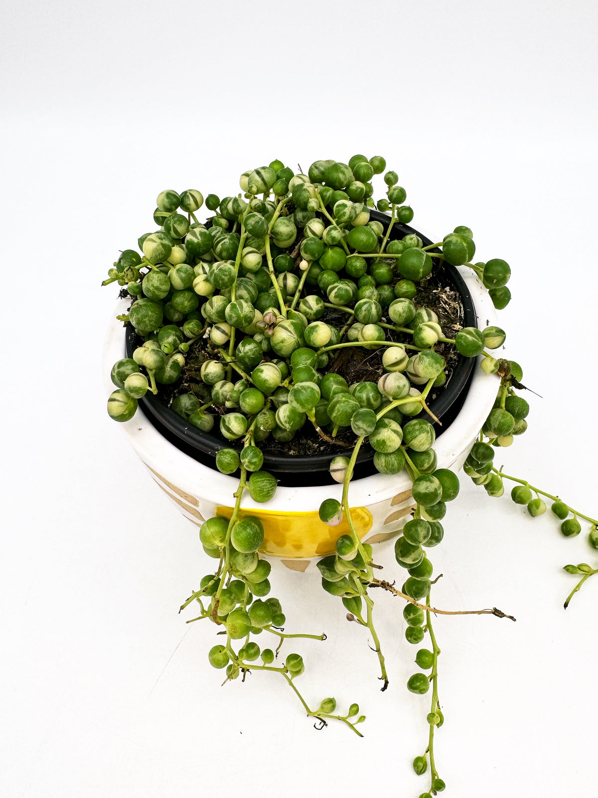 Variegated String of Pearls