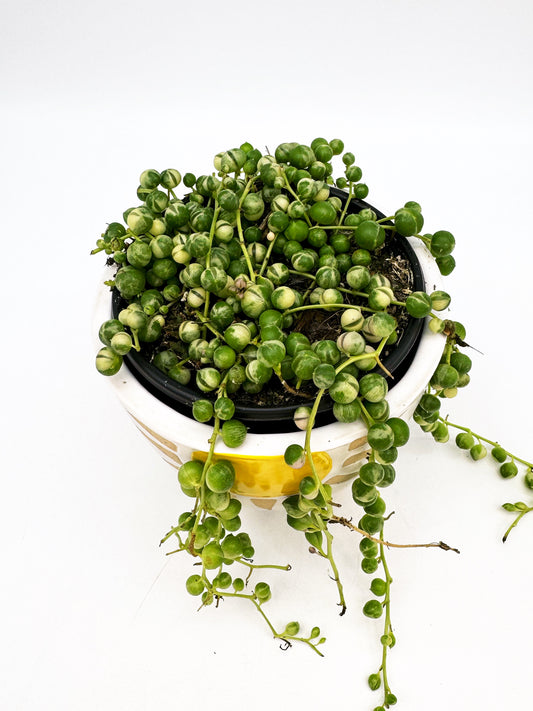 Variegated String of Pearls