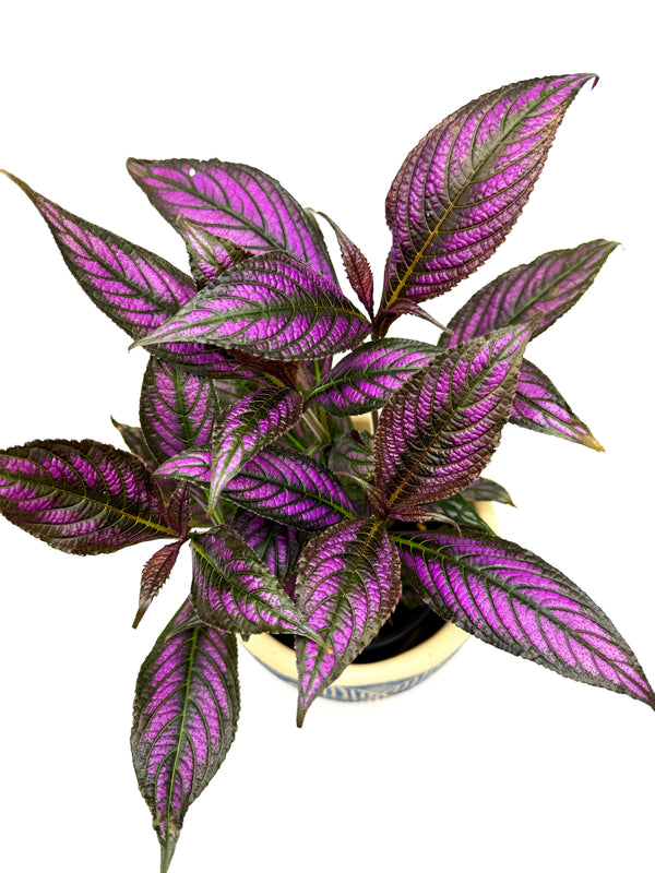 Persian Shield