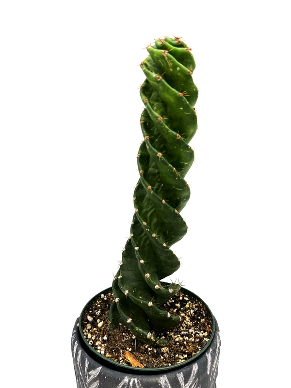 Cereus Validus "Spiralis"