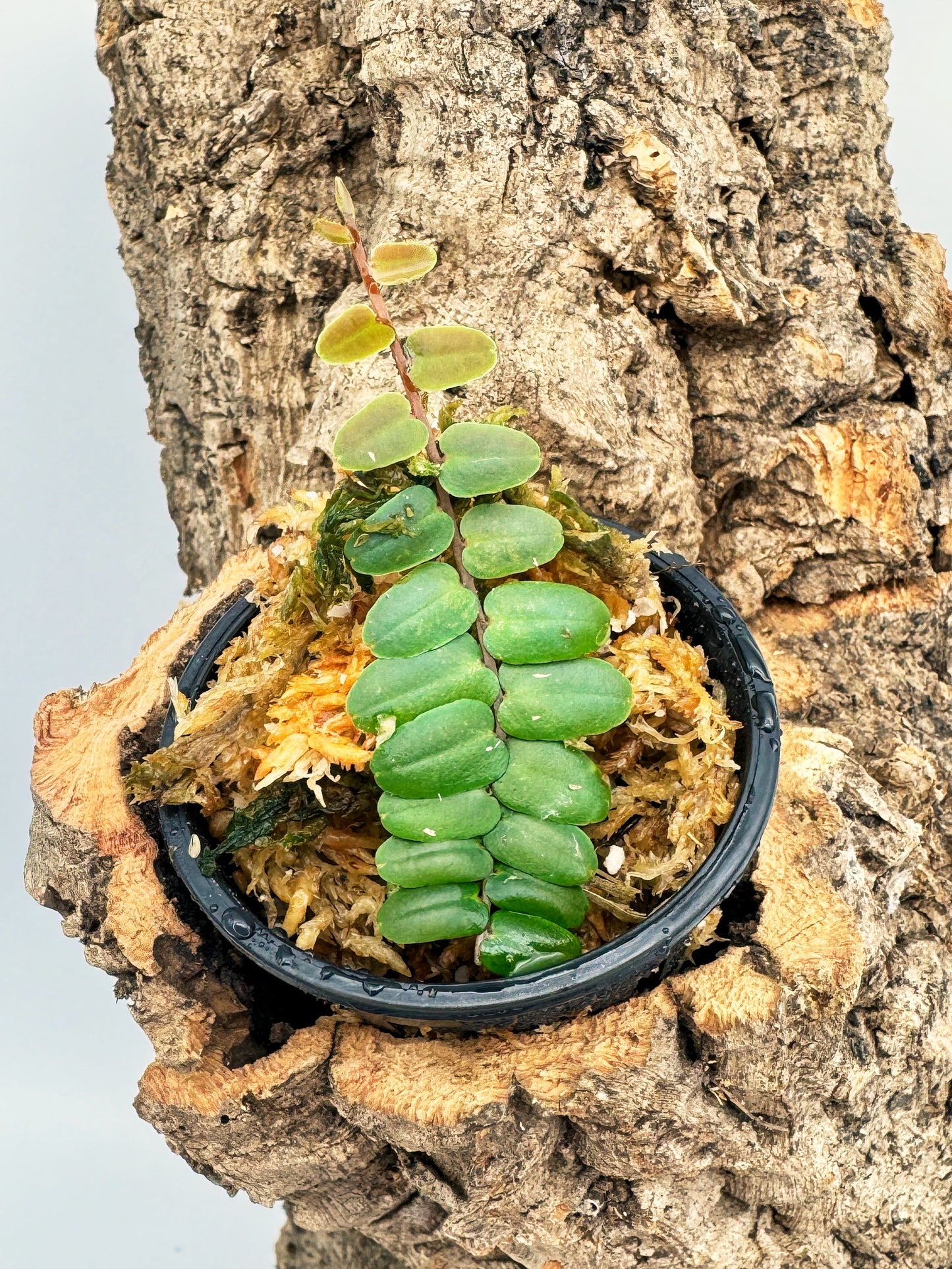 Marcgravia sp. "Enano"