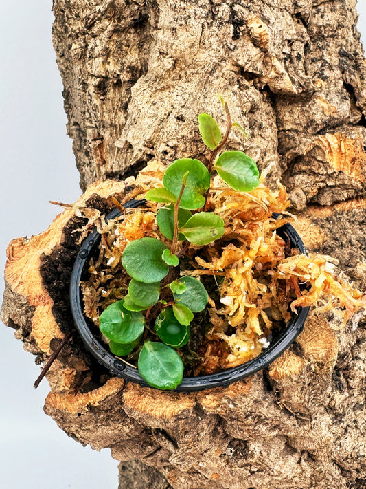 Marcgravia sp. “Iquitos Round”
