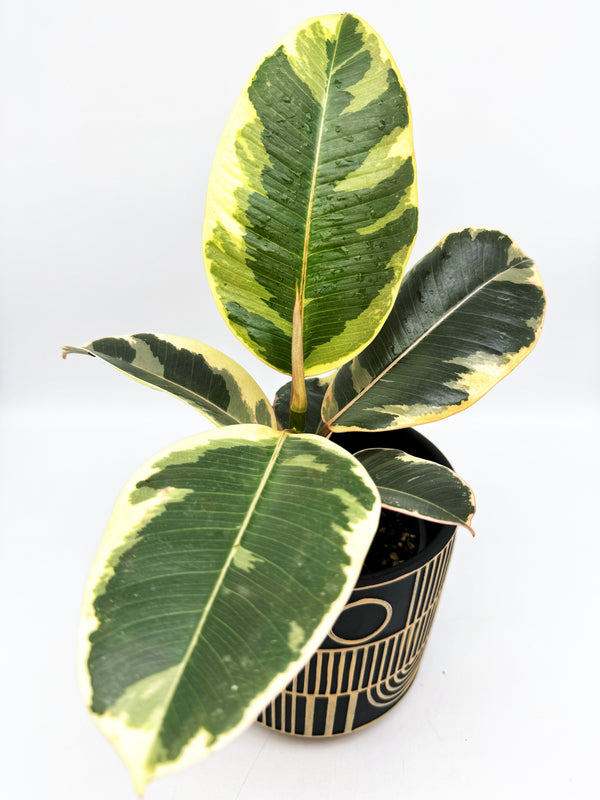 Ficus Elastica Tineke