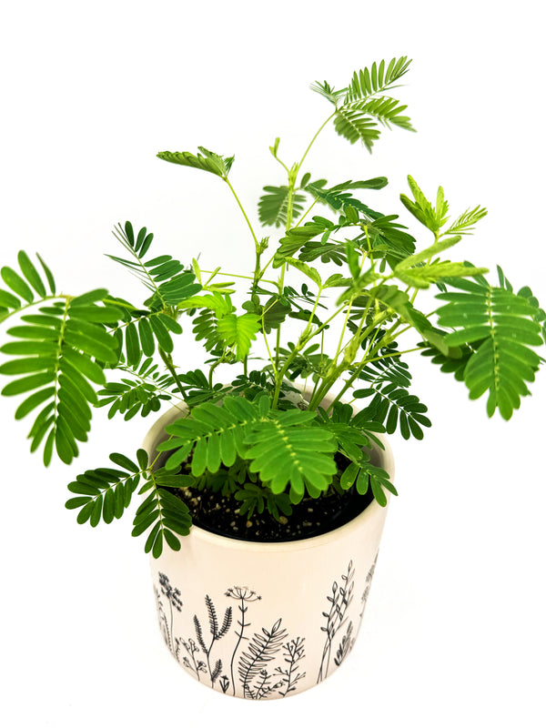 Sensitive Plant