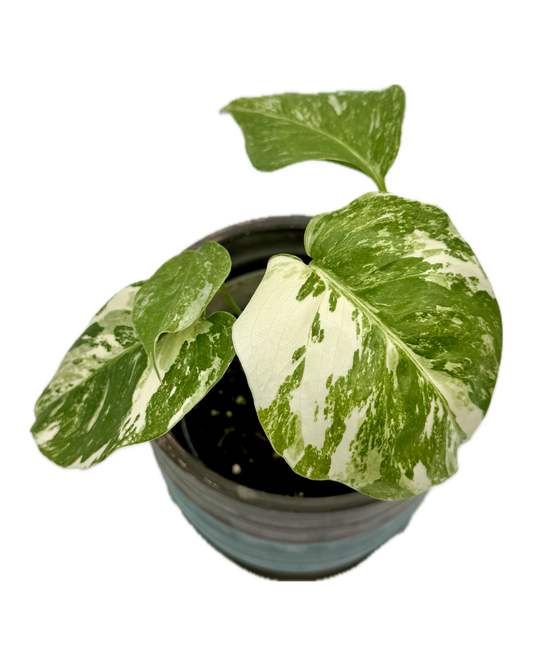 Monstera Borsigiana Albo Variegata with bright white variegation across a fenestrated leaves