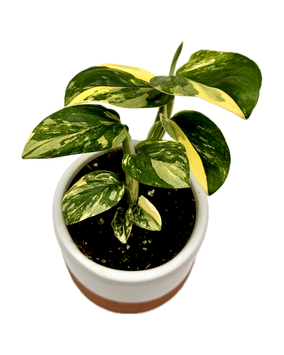 Variegated Monstera standleyana aurea with glossy green leaves splashed in yellow and cream